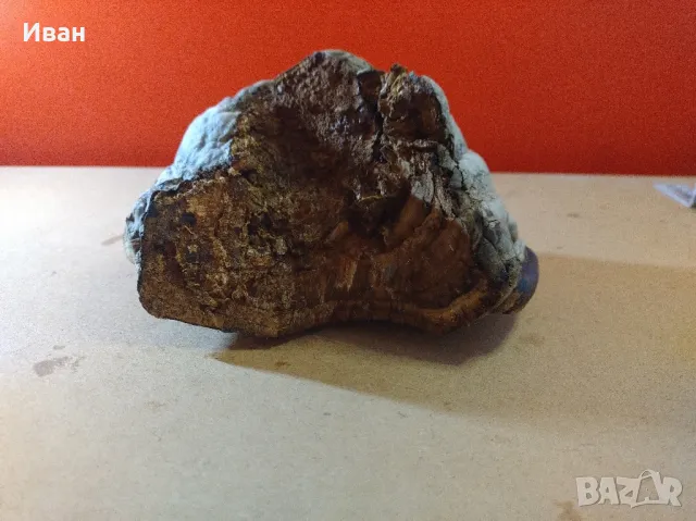 Дървесни гъби за декорация , снимка 17 - Други - 49038065