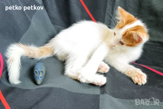 Подарявам малки котенца на три месеца, снимка 7 - Други - 56067925