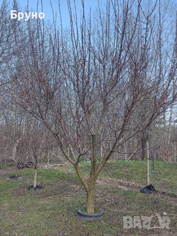 Предлагам резитба на овошки и асми , снимка 5 - Други услуги - 37856910