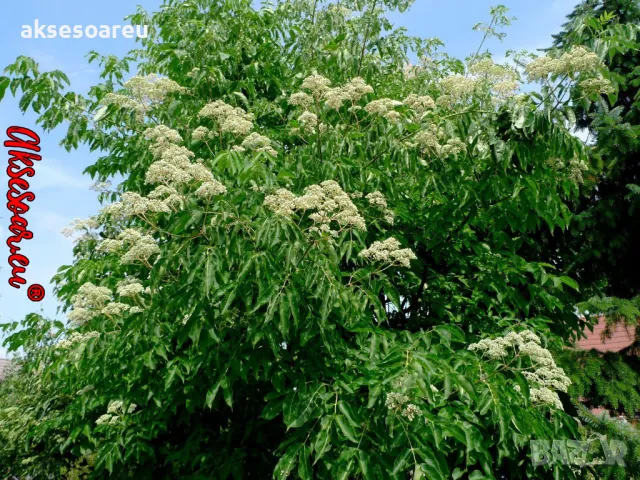 400 висококачествени семена от медоносното дърво на пчеларя Еводия Даниели и разсад дръвчета Euodia , снимка 15 - Сортови семена и луковици - 49008191