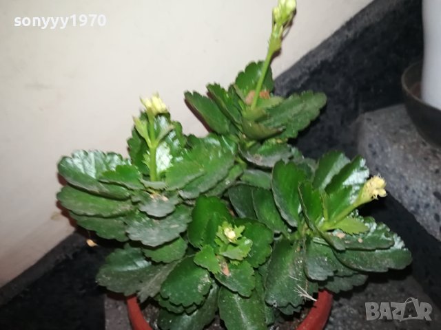 ЦВЕТЕ В САКСИЯ-КАЛАНХОЕ 1802240811, снимка 9 - Стайни растения - 44348275