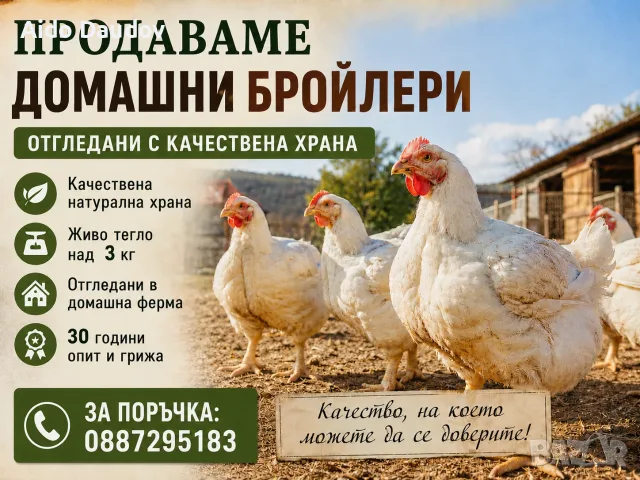 кокошки Бройлер 🐔