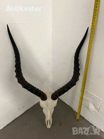 Трофей от африканска импала, снимка 4 - Декорация за дома - 54345812