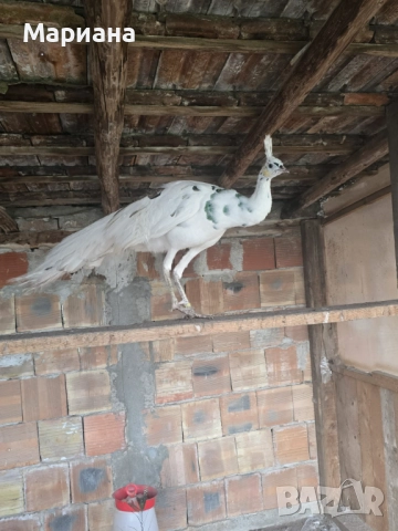 Продавам Пауни чифтове, снимка 2 - други­ - 52582349