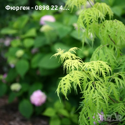 Червен бъз Lemony Lace – декоративен храст с лимоненожълта окраска, снимка 3 - Разсади - 52714829