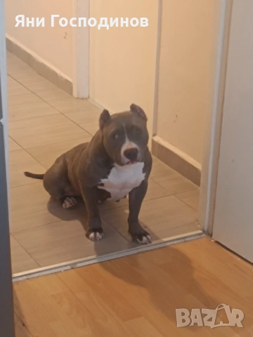 American bully standart, снимка 5 - Американски стафордширски териер - 54006085