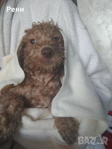 Мини той пуделче момче , снимка 3 - Пудели - 54181280