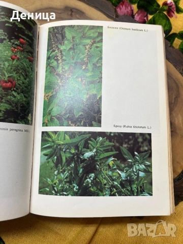 Билките в България и използването им Като изключим меката подвързия е в много добро състояние , снимка 5 - Енциклопедии, справочници - 53193078