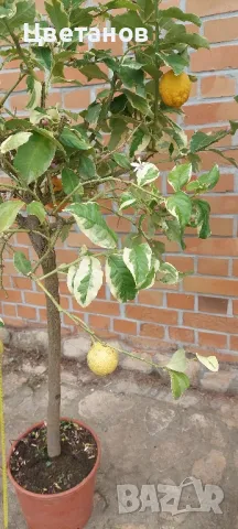 Вариегатен лимон, снимка 5 - Стайни растения - 49923551