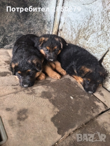 Елитни кучета от елитни родители , снимка 7 - Немска овчарка - 52580499