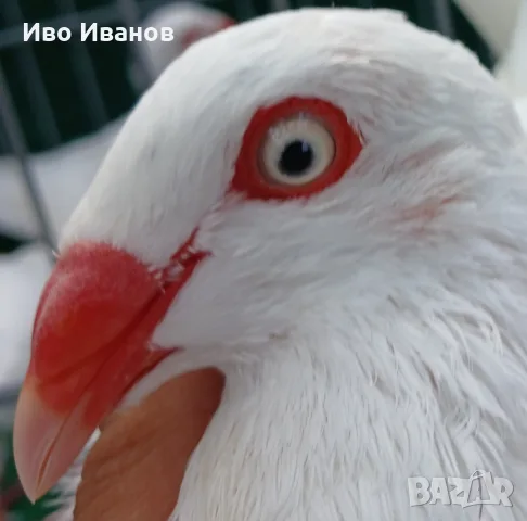 Гълъби Датски летачи, снимка 2 - Гълъби - 56169189