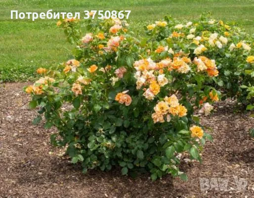 🌹РОЗА 🌹 TEQUILA® Meipomolo 🌹, снимка 2 - Градински цветя и растения - 56046448
