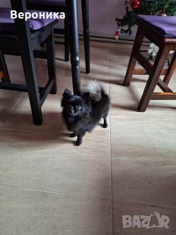 мини момиче черна перла 1.600кг , снимка 5 - Померан - 52698902