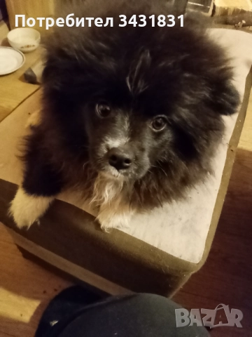 Померан на три месеца.Със всички ваксини, момиче!Много гальовно. , снимка 9 - Померан - 52158026