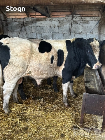 Продавам Мъжки Телета, снимка 3 - Крави - 52599861