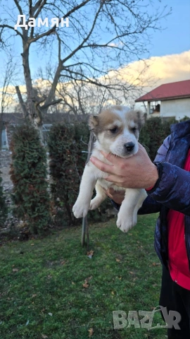 Алабай, снимка 5 - Алабай - 53130493