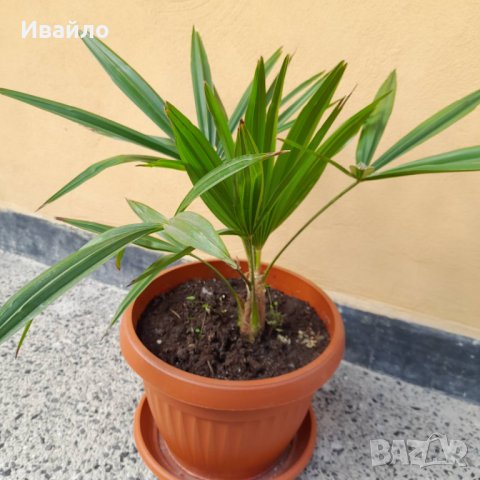 Палма Трахикарпус, снимка 2 - Градински цветя и растения - 37513137