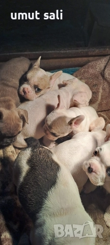 френски булдочета 