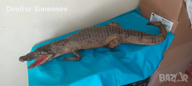 продавам препариран крокодил