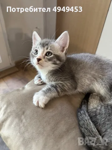 Британски котенца, снимка 4 - Британска късокосместа - 56074422