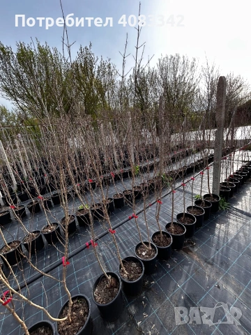 Нар , снимка 3 - Градински цветя и растения - 54221120