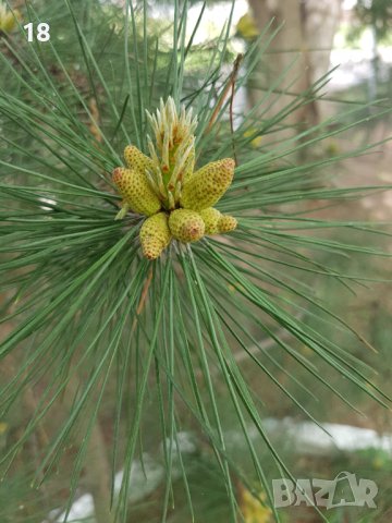 Борови връхчета, снимка 2 - Други - 40493054