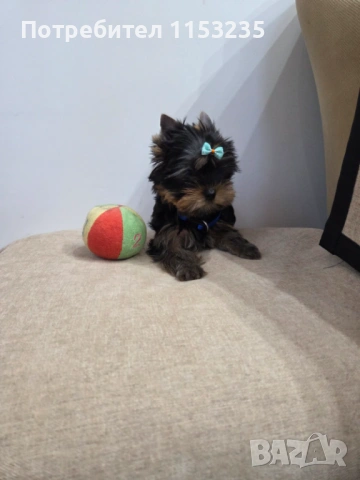 йоркширски териер, снимка 3 - Йоркширски териер - 53945673