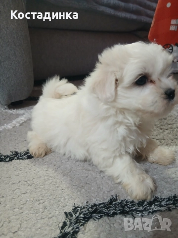 Продавам малко кученце малтийска булонка 