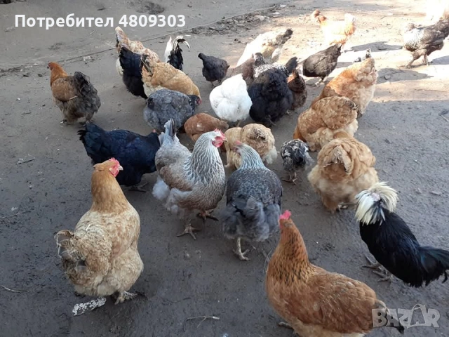 Селски кокошки, снимка 6 - Кокошки и пуйки - 54326302