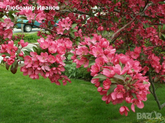 Семена от широколистни видове - Дъб Скоруша Бук Габър Еводия Албиция Пекан Лимон Глог Рожков, снимка 4 - Сортови семена и луковици - 27354748