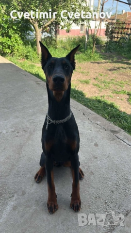 Доберманчета с родословни родители !, снимка 8 - Доберман - 52840452