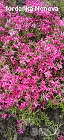 Почвопокривен ФЛОКС