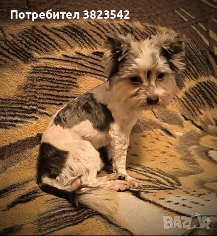 Йоркширски териер /бивер/, снимка 2 - Йоркширски териер - 52224407