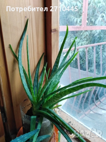Лечебно Алое Вера, снимка 3 - Стайни растения - 37624538