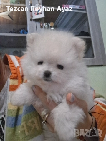 мини померан, снимка 9 - Померан - 51899268