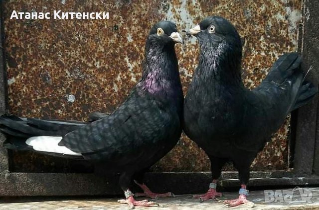 Пазарджишки  високолетачи 