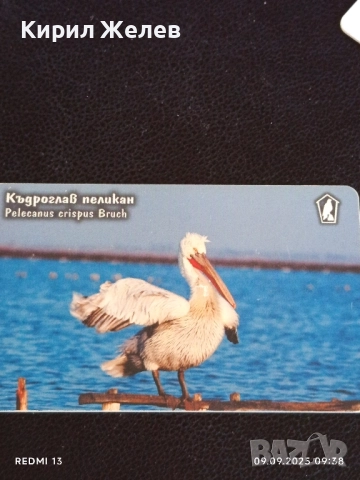Три фонокарти МОБИКА тема ЖИВОТНИ ТАРАЛЕЖ,КЪДРОГЛАВ ПЕЛИКАН 17067, снимка 10 - Колекции - 51649185
