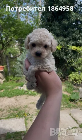 Мини Пудел Доставка, снимка 3 - Пудели - 50060860