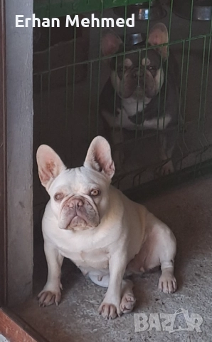 Френски булдог , снимка 2 - Френски булдог - 52396740