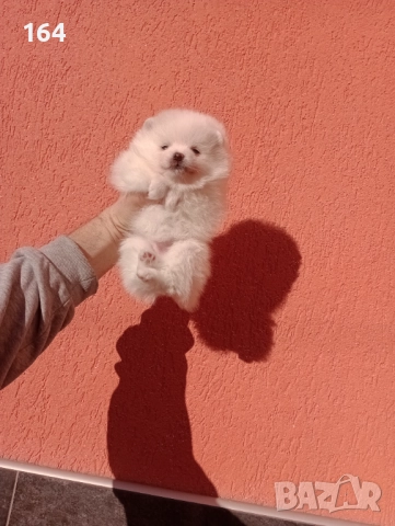 Померани. Белички. Реални снимки от 29.12.25 г., снимка 4 - Померан - 52926285