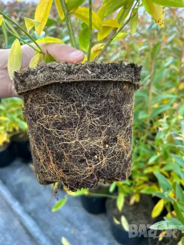 Боровинка pink lemonade в саксия , снимка 3 - Градински цветя и растения - 47743462