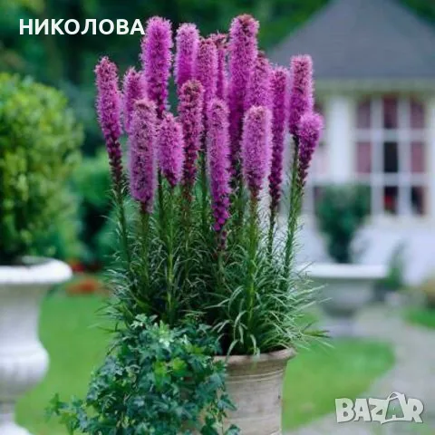  КАЗАНСКИ ПЕРА, снимка 1