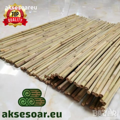 100 Семена от бамбук Moso-Bamboo красиво растение за декорация на вашата градина бамбук мосо бамбо б, снимка 10 - Сортови семена и луковици - 37774709