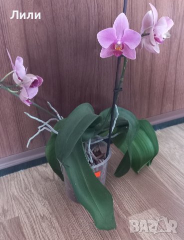 Орхидея фаленопсис Ravenna