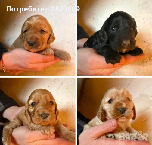 Кученца кокер шпаньол ( женски )