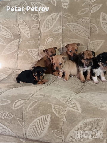 мини чиху пинчер , снимка 4 - Пинчер - 52813031