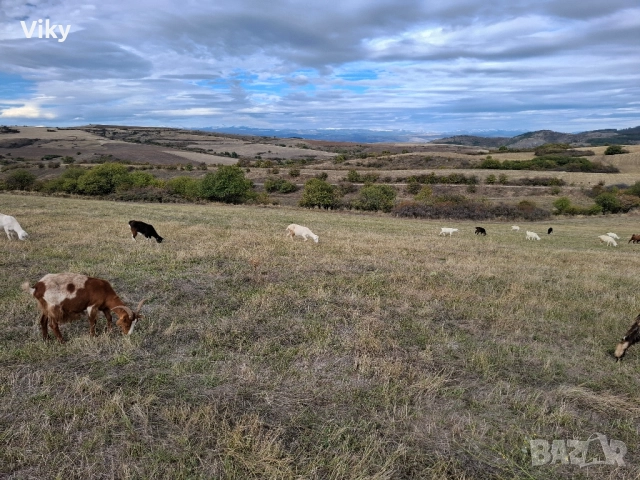 ярета на свободна паша, снимка 10 - Кози - 51962192