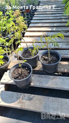 Албиция, снимка 6 - Градински цветя и растения - 49424961