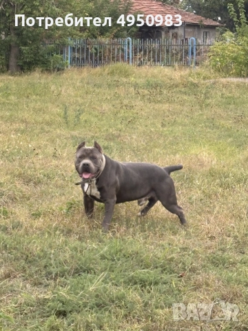 American Pitbull Terier X American bully, снимка 3 - Питбул - 56102706