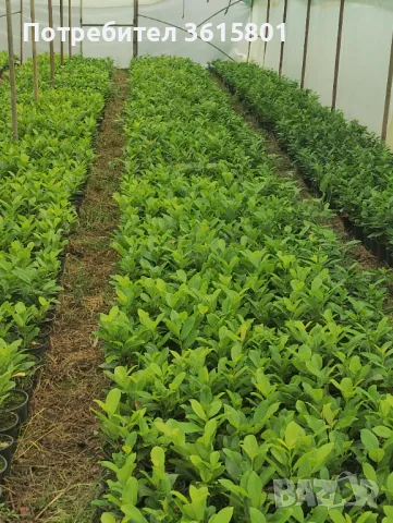 лавровишна 4лв, снимка 2 - Градински цветя и растения - 50394939